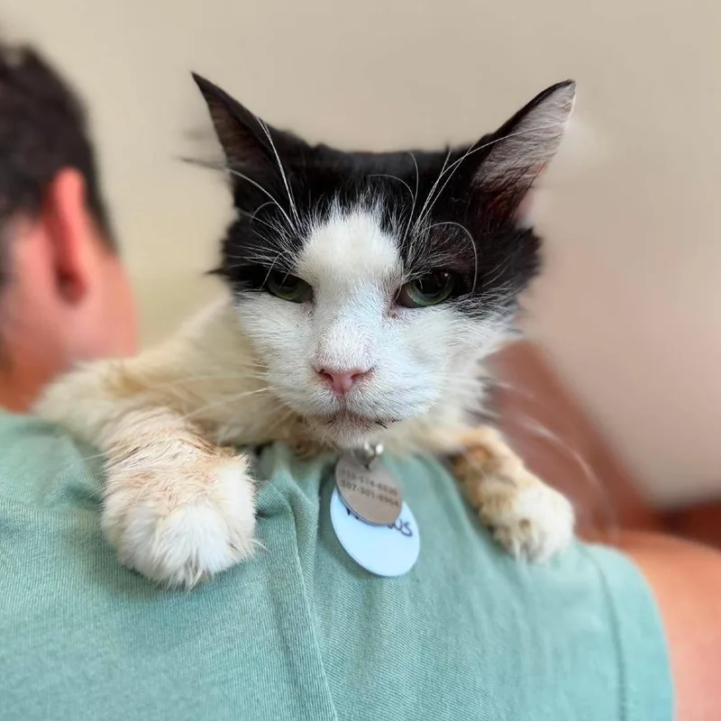 A senior medium-sized female Black Domestic Short Hair cat named Precious for adoption in Ramona, CA
