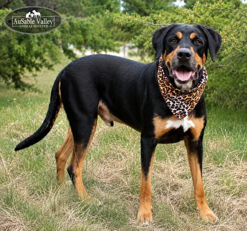 An adult extra large-sized male Bicolor Mastiff dog named Titus for adoption in Grayling, MI