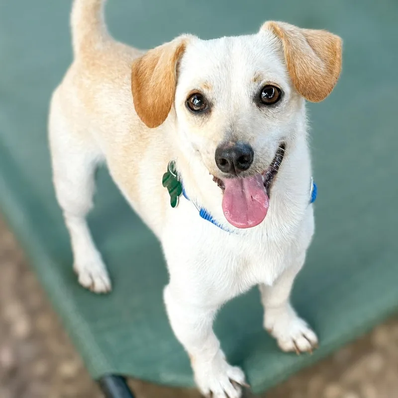 A young small-sized male Yellow / Tan / Blond / Fawn Chihuahua dog named Quest for adoption in Boerne, TX