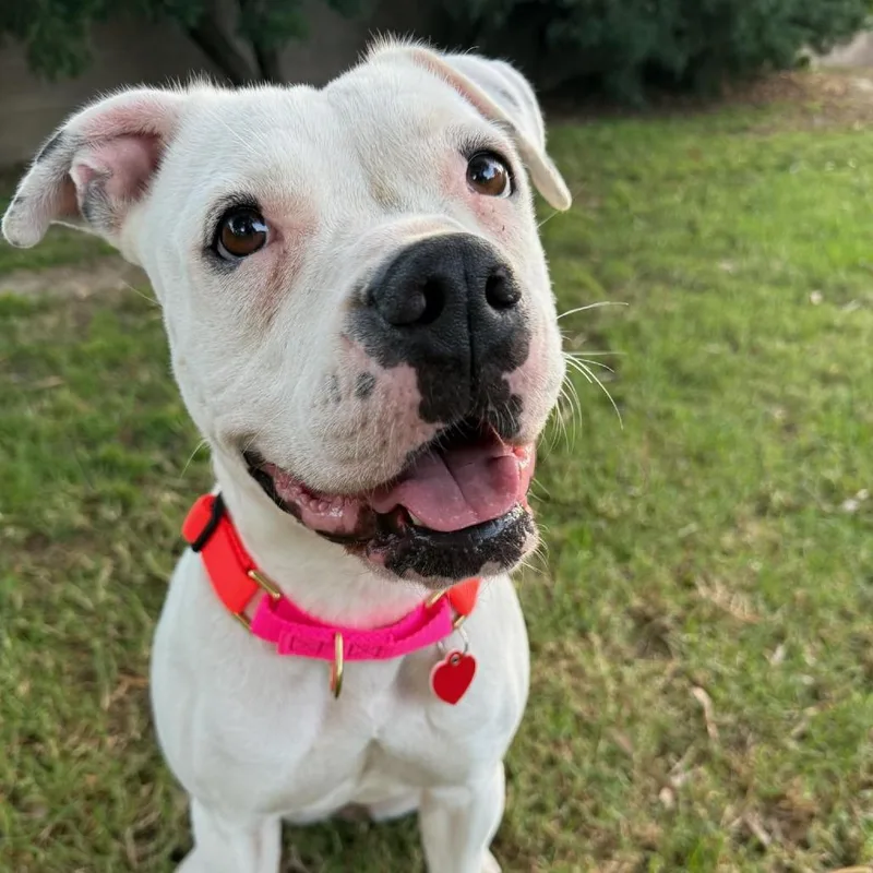 Roller Derby thumbnail 2