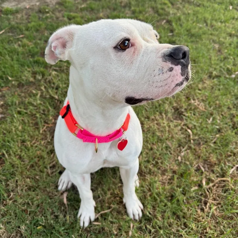 Roller Derby thumbnail 3