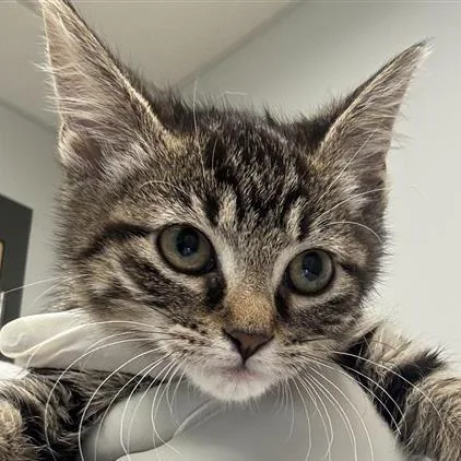 A baby small-sized female Brown / Chocolate Domestic Short Hair cat named Maddax for adoption in Jacksonville, FL