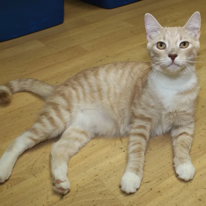 A young medium-sized male Domestic Short Hair cat named Hermes for adoption in Shippenville, PA