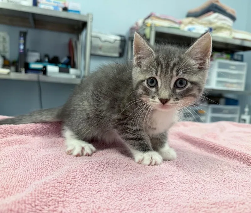 A baby medium-sized male Domestic Short Hair cat named Snickerdoodle Cookie for adoption in Raleigh, NC