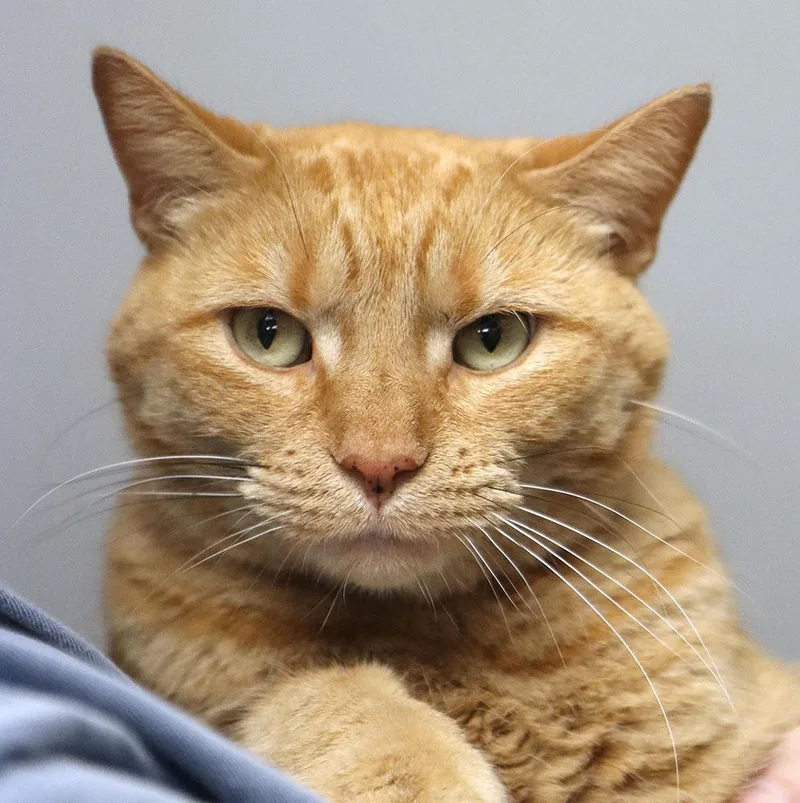 An adult medium-sized female Tabby (Orange / Red) Domestic Short Hair cat named Sally for adoption in Kansas City, KS