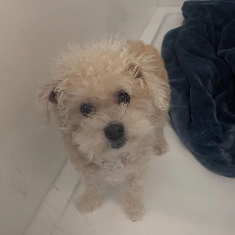 An adult small-sized female White / Cream Poodle dog named Bailey for adoption in Chico, CA