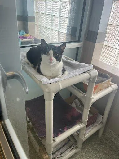 A young small-sized male Domestic Short Hair cat named Leo for adoption in Washington, DC