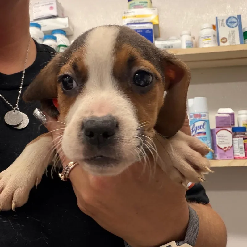 A baby small-sized female Black Mixed Breed dog named Brie for adoption in Lake Jackson, TX
