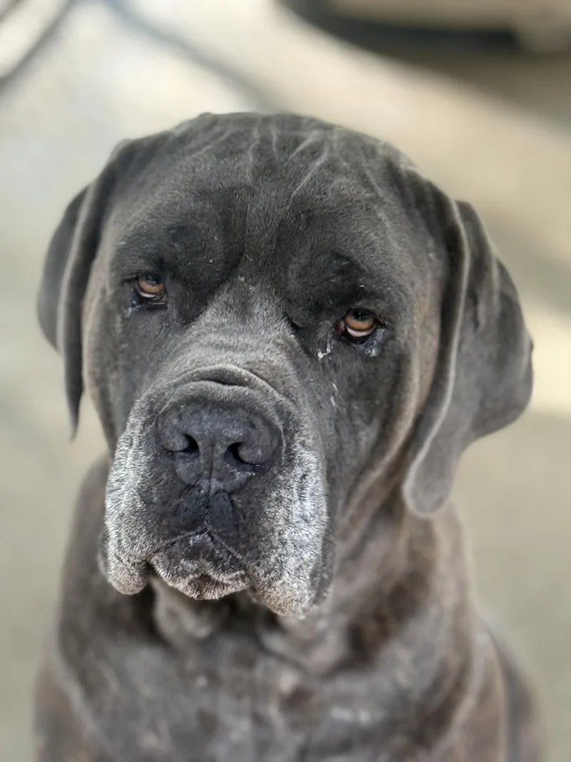 An adult medium-sized male Cane Corso dog named Diesel for adoption in Leavenworth, KS