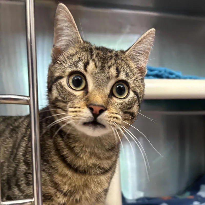 A young medium-sized male Brown / Chocolate Domestic Short Hair cat named Ziggy for adoption in Wilmington, DE