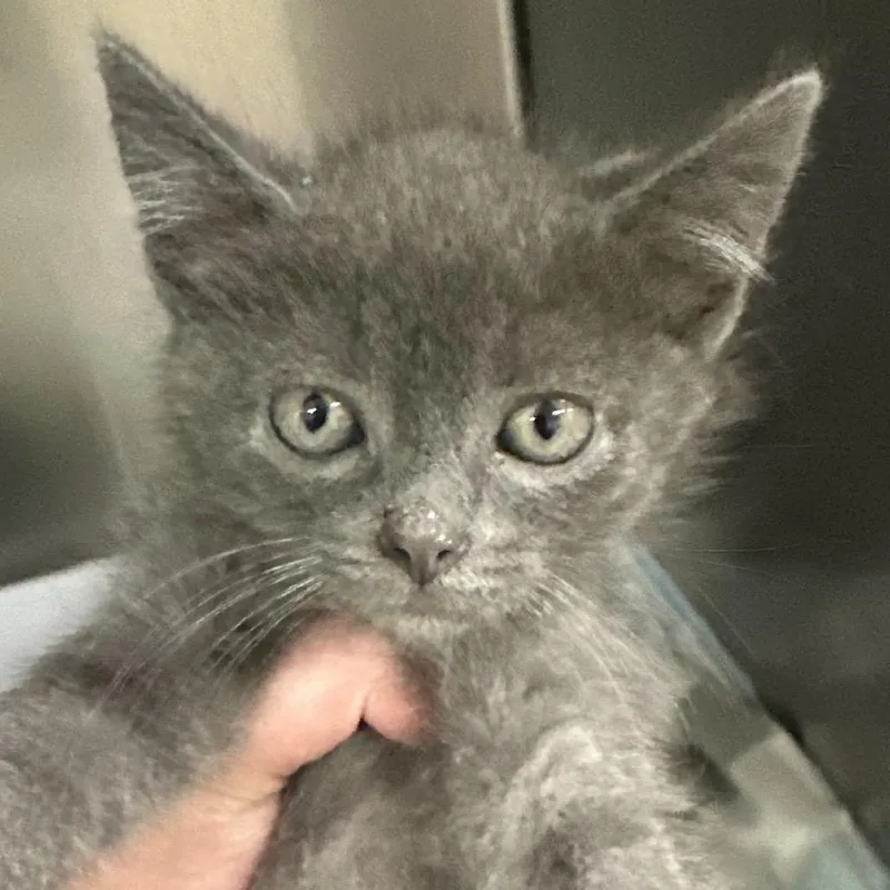 A baby small-sized male Domestic Short Hair cat named Gunner for adoption in Corbin, KY