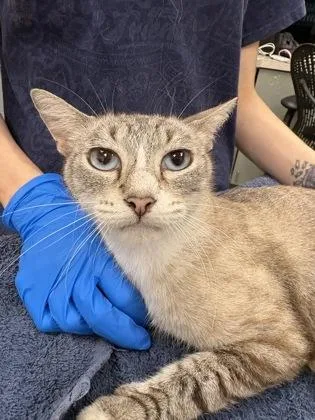 An adult medium-sized female Siamese cat named Francine for adoption in Palm Coast, FL