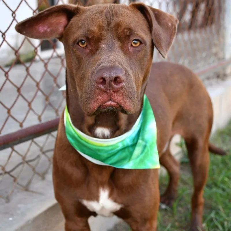 An adult large-sized male Brown / Chocolate Pit Bull Terrier dog named Willy for adoption in Beaumont, TX