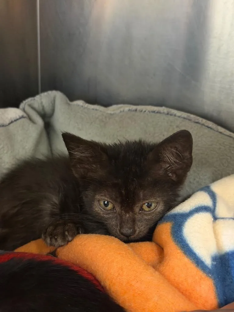 A baby medium-sized female Domestic Short Hair cat named Tennille for adoption in Pomona, NY
