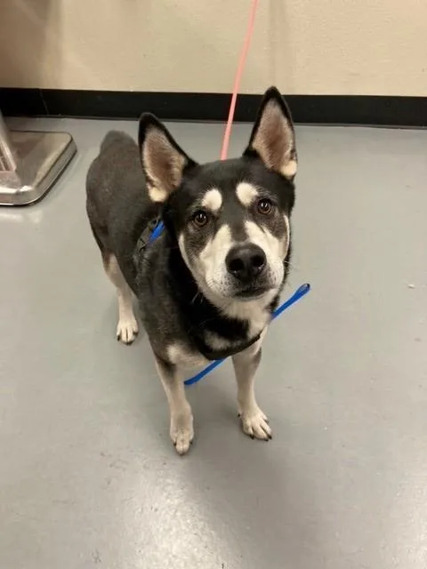 A young medium-sized male Alaskan Malamute dog named Hugo for adoption in Phoenix, OR
