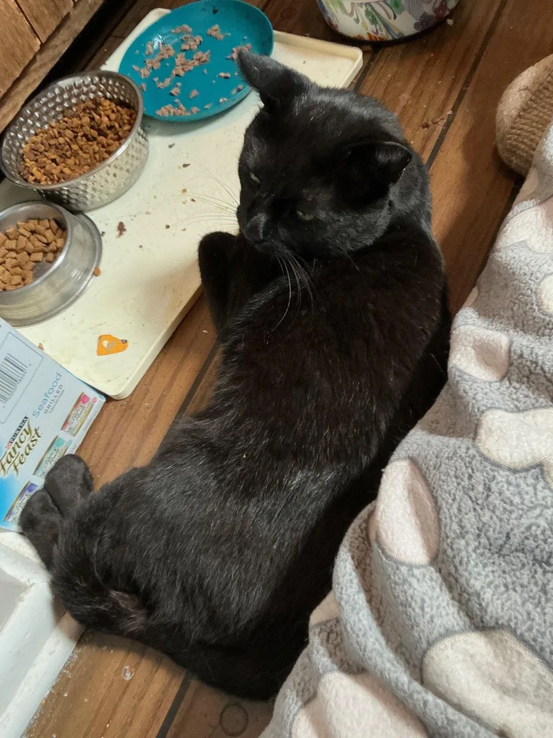An adult medium-sized male Black Domestic Short Hair cat named Wally for adoption in Wheaton, IL