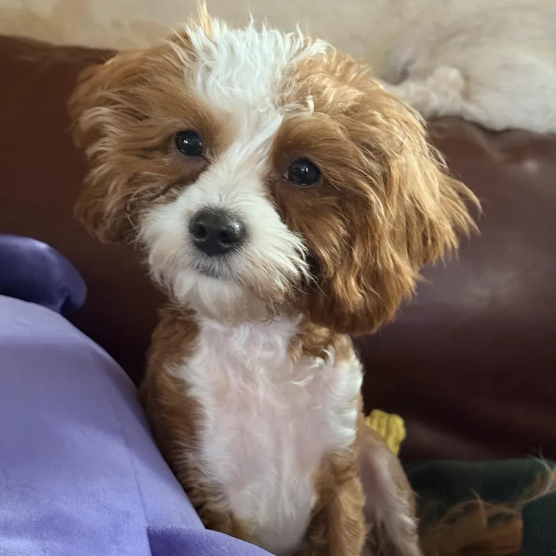 A baby small-sized male Red / Chestnut / Orange Cavapoo dog named Lloyd for adoption in Mooresville, NC