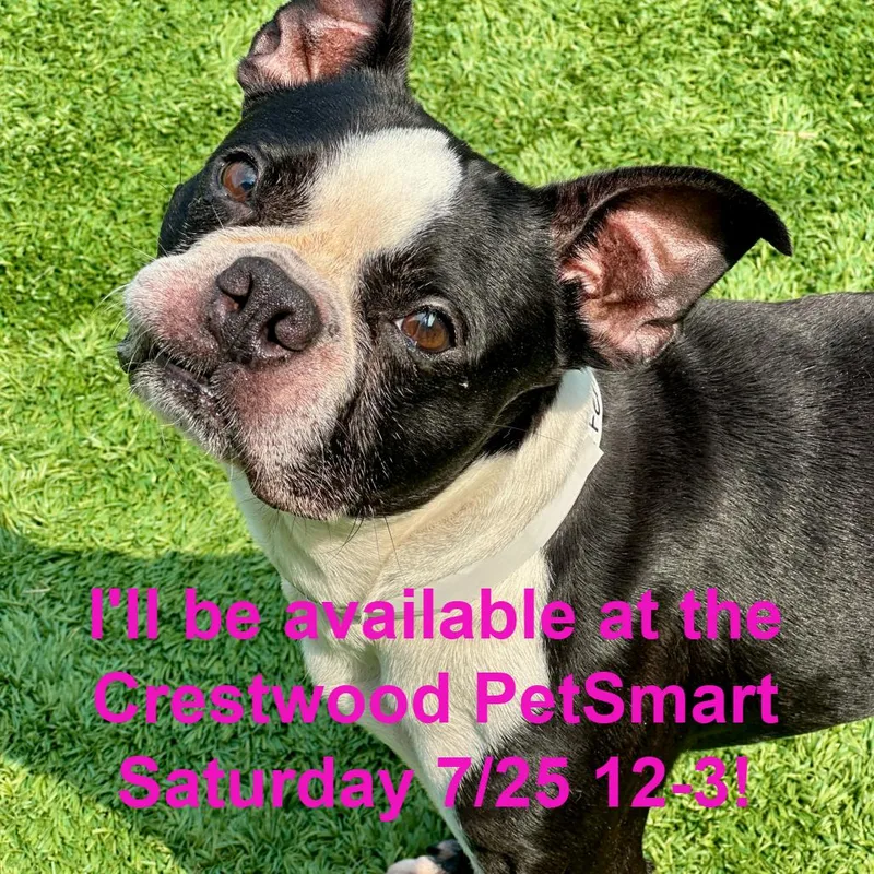 An adult small-sized male Black Boston Terrier dog named Fenway for adoption in Matteson, IL