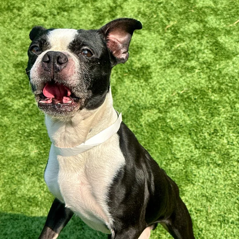 Fenway thumbnail 3