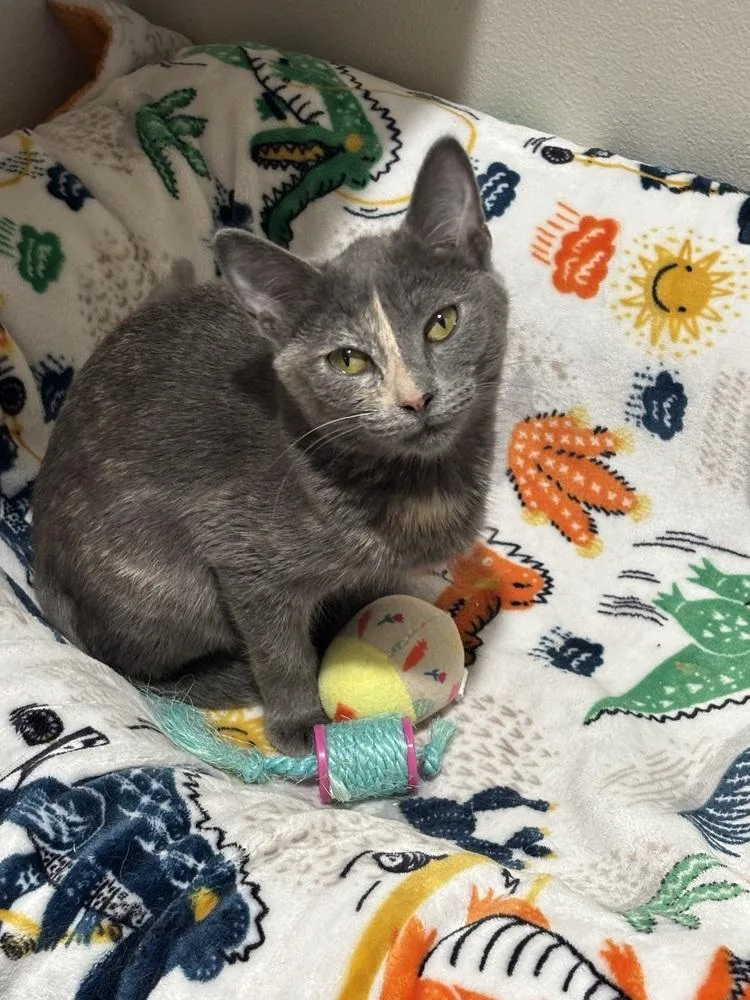 A baby medium-sized female Domestic Short Hair cat named Shimmerpaw for adoption in Dallas, TX