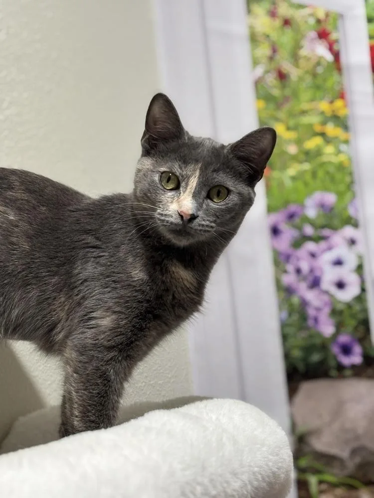 Shimmerpaw thumbnail 2