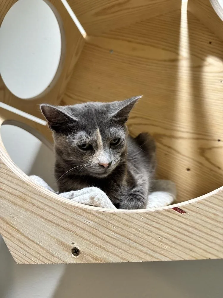 Shimmerpaw thumbnail 3