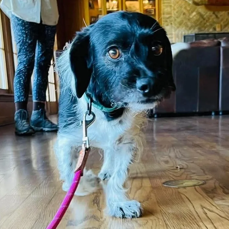 An adult medium-sized male Dachshund dog named Domino for adoption in Boerne, TX