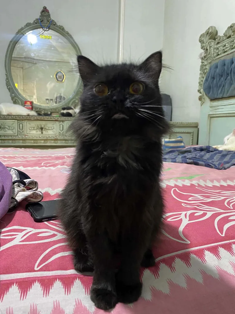 A baby medium-sized female Black Persian cat named Jermeen for adoption in Fairfax, VA