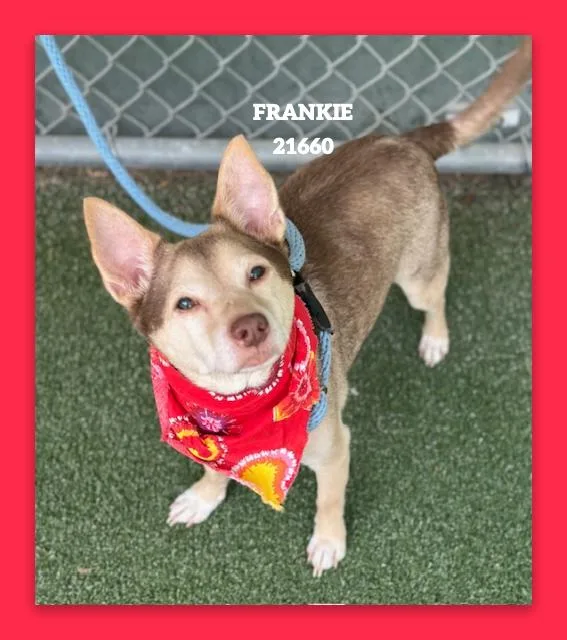 A senior small-sized male Tricolor (Brown, Black, & White) Chihuahua dog named Frankie for adoption in Marietta, GA