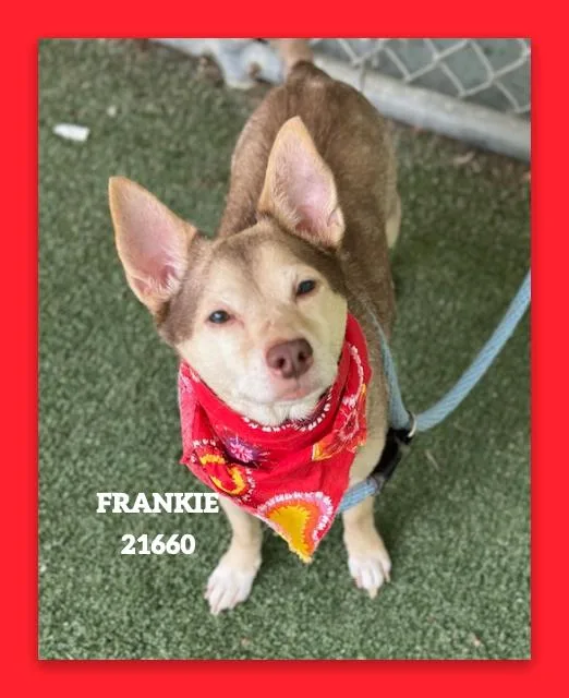 Frankie thumbnail 2