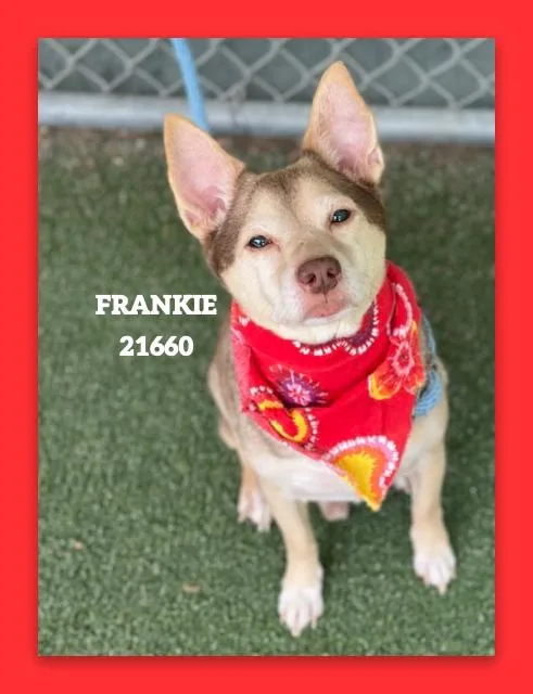 Frankie thumbnail 3