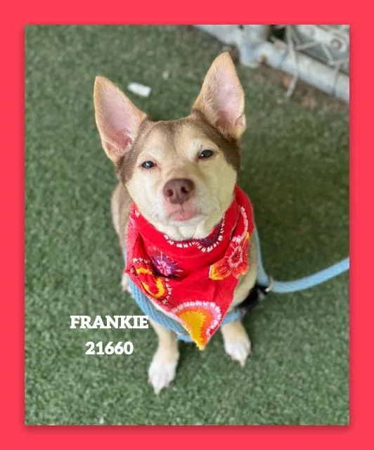 Frankie thumbnail 4