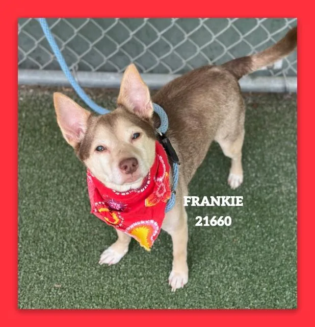 Frankie thumbnail 5