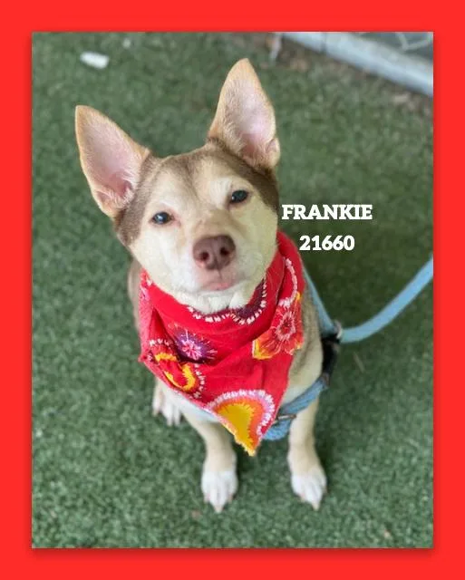 Frankie thumbnail 6