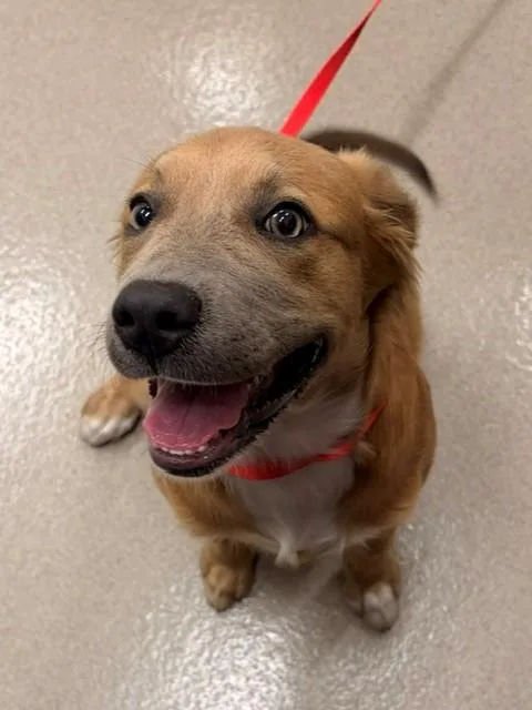 A young small-sized female Australian Shepherd dog named Hazel for adoption in Baytown, TX