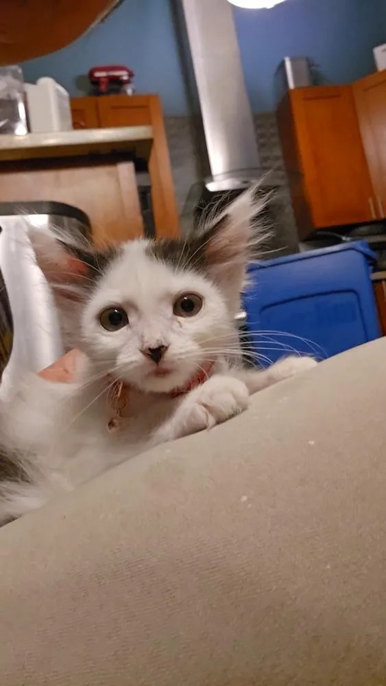 A baby small-sized male Black & White / Tuxedo Domestic Long Hair cat named Zack Morris for adoption in Pacifica, CA