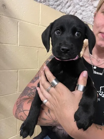 A baby medium-sized female Labrador Retriever dog named Piglet for adoption in Marshall, NC