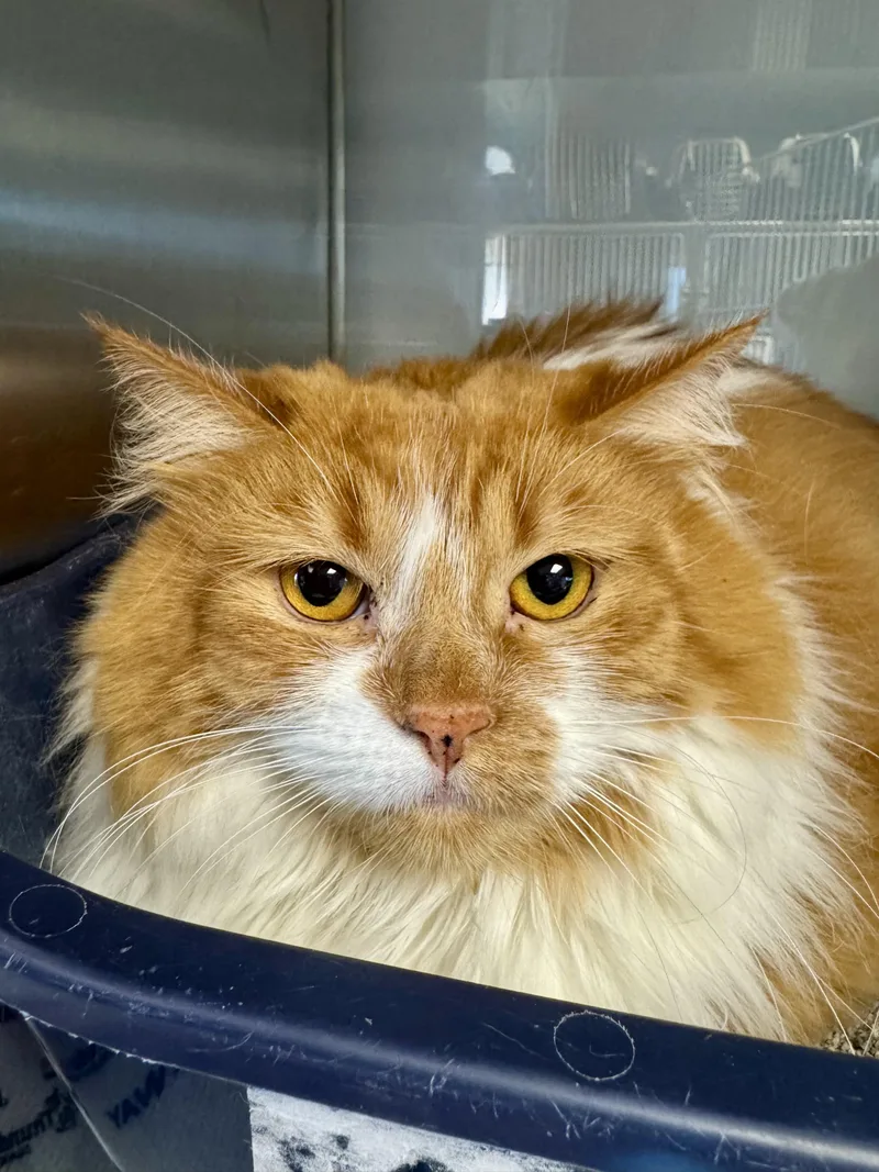 A young extra large-sized female Orange & White Domestic Long Hair cat named Sherbet for adoption in Midland, MI