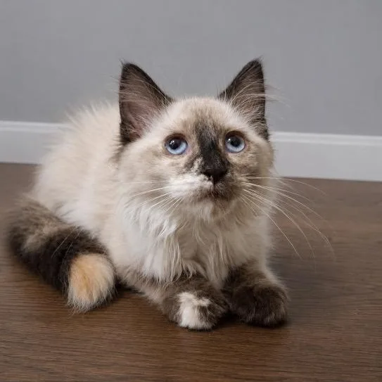 Zuri