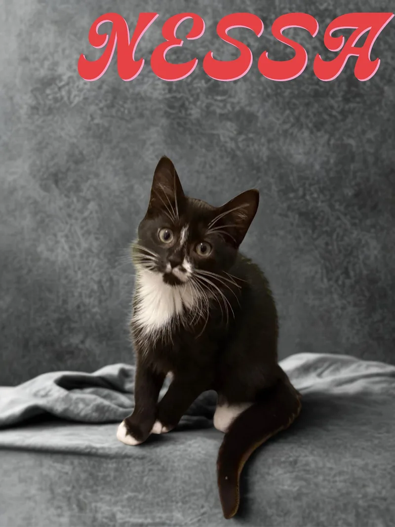 A baby small-sized female Black & White / Tuxedo Domestic Short Hair cat named Nessa for adoption in Orleans, VT