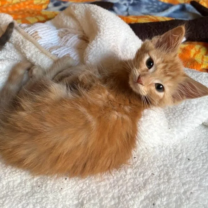 A baby small-sized female Orange / Red Domestic Short Hair cat named Dashi for adoption in Newport News, VA