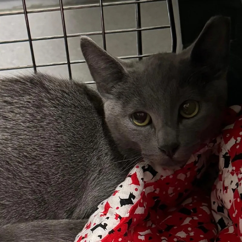 A baby small-sized male Domestic Short Hair cat named Prim for adoption in Lakewood, CO