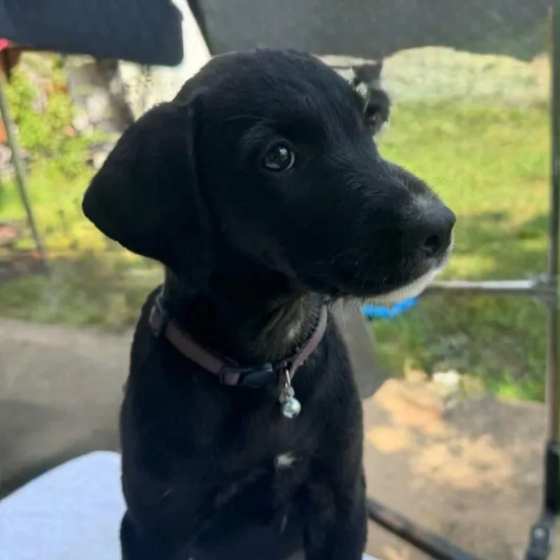 A baby medium-sized male Black Mixed Breed dog named Slader for adoption in Alexandria, VA
