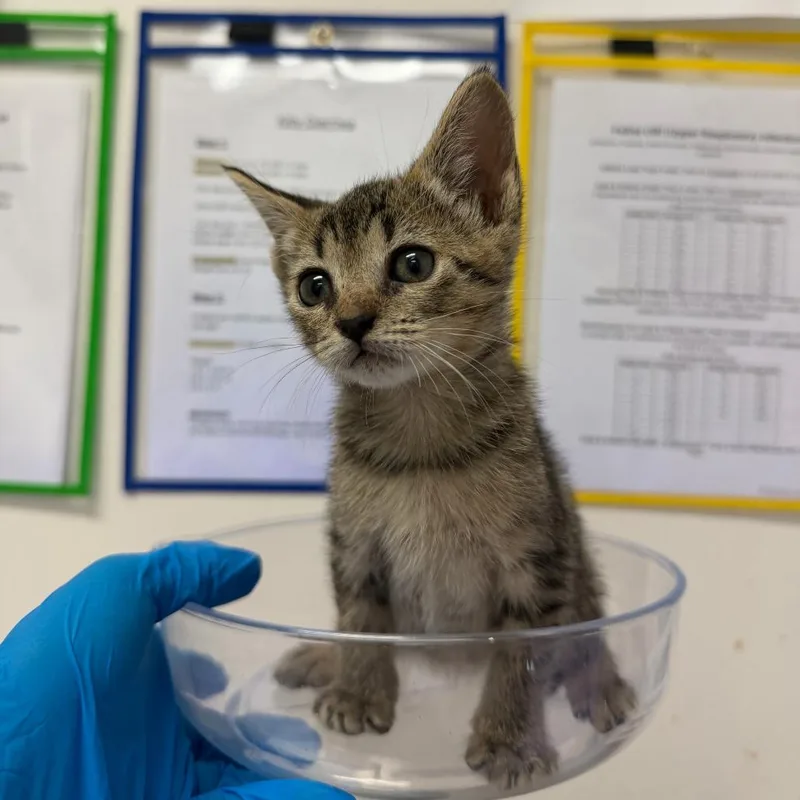 A baby small-sized female Brown / Chocolate Domestic Short Hair cat named Zalani Z for adoption in Edinburg, TX