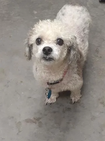 A senior small-sized female Shih Tzu dog named Molly for adoption in Saint Cloud, FL