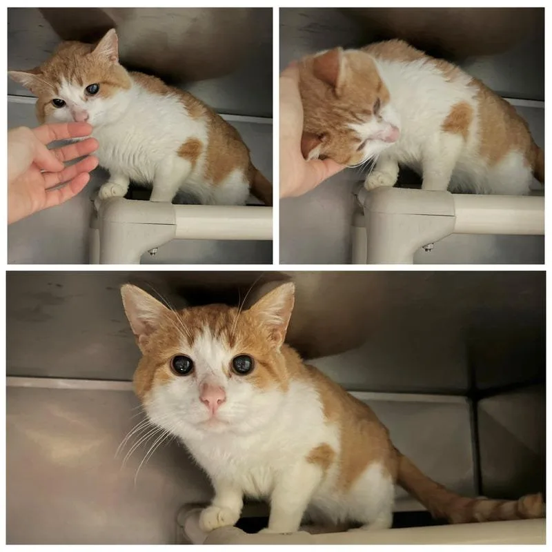 An adult medium-sized male Orange / Red Domestic Short Hair cat named Oliver for adoption in New York, NY