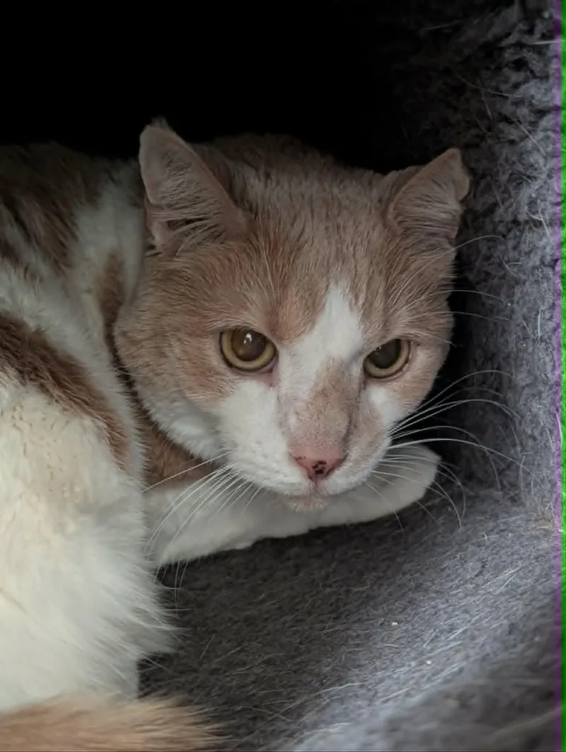 A senior large-sized male Buff & White Domestic Short Hair cat named Poppy bonded with Murphy for adoption in Chambersburg, PA