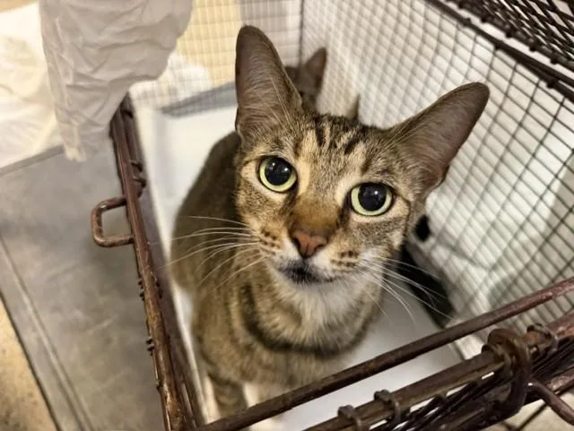 A young small-sized female Domestic Short Hair cat named Ladybug for adoption in Miami, FL