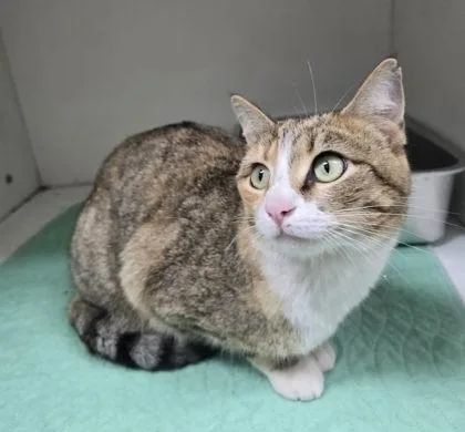An adult medium-sized female Domestic Short Hair cat named Miss Tiger for adoption in Sullivan, IN