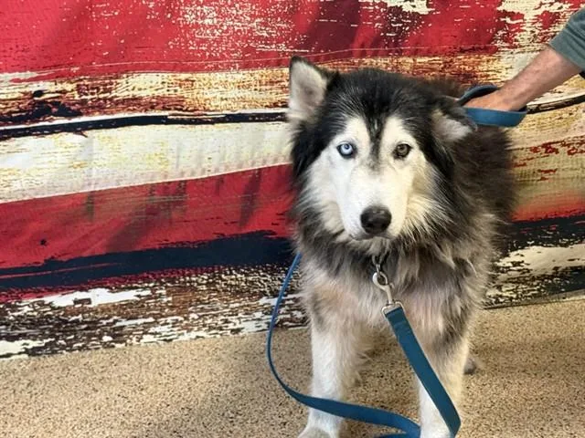 An adult large-sized male Siberian Husky dog named Landrover for adoption in Miami, FL